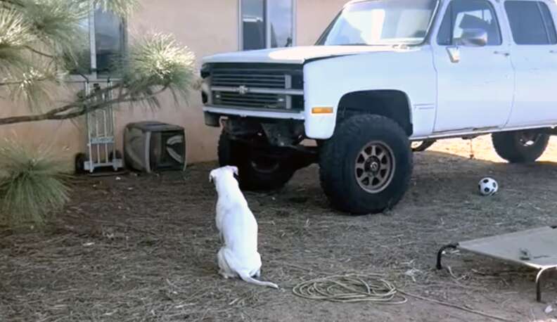 Dog staring at cat coming out of truck