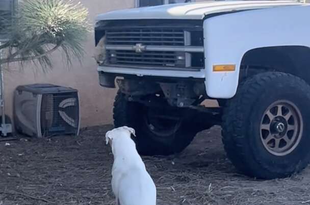 Dog staring at truck with cat coming out of it