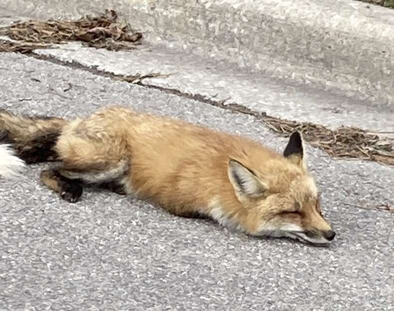 fox near the curb 