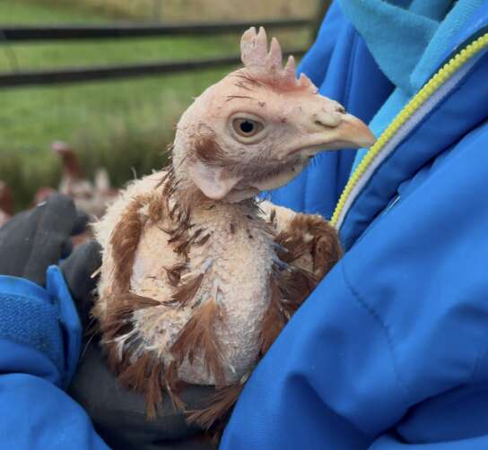 Chicken with almost no feathers and a pale comb