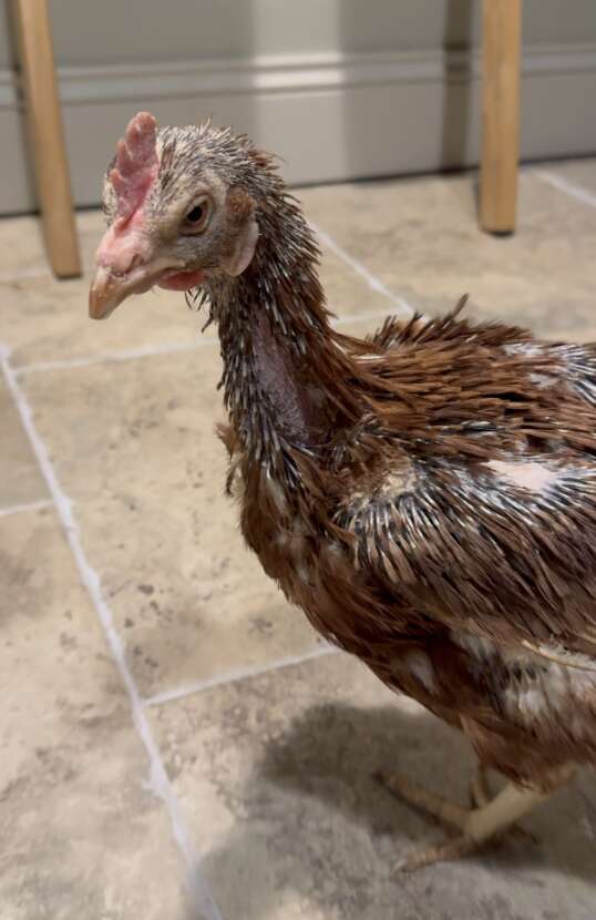 Chicken with some feathers poking through