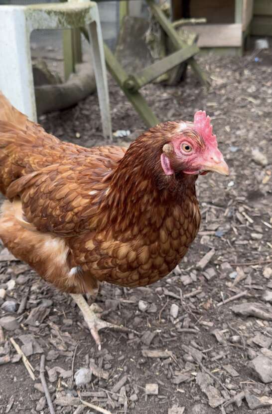 Healthy-looking chicken with full feathers