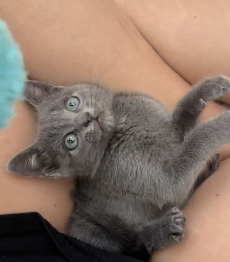 Gray kitten with gray eyes playing with toy