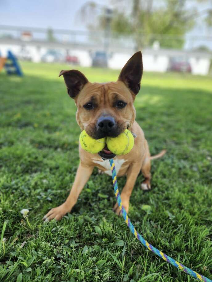 dog holding tennis balls 