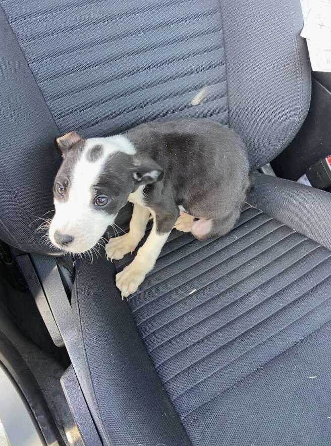 puppy in car 