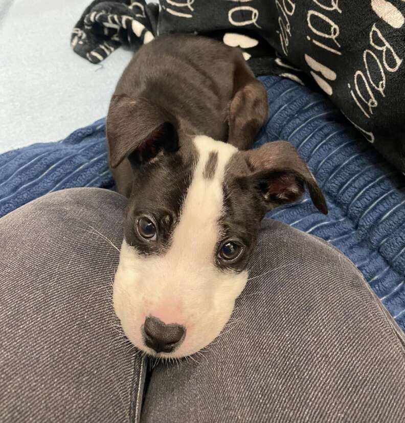 puppy with head in lap 