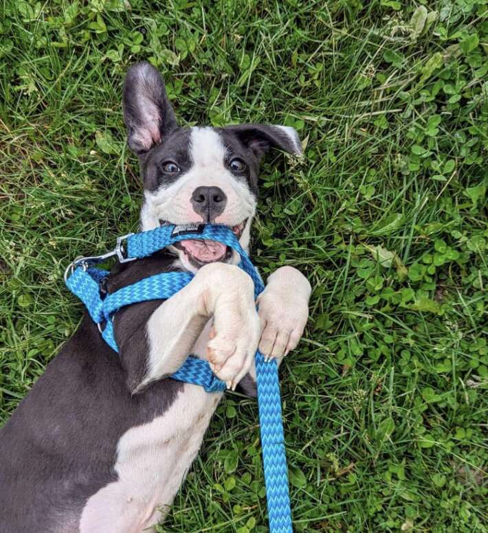 puppy playing in grass 