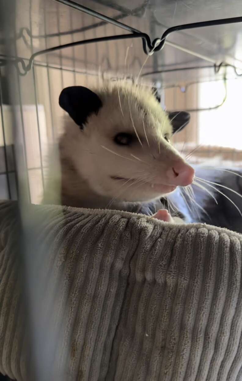 Opossum inside crate on top of bed