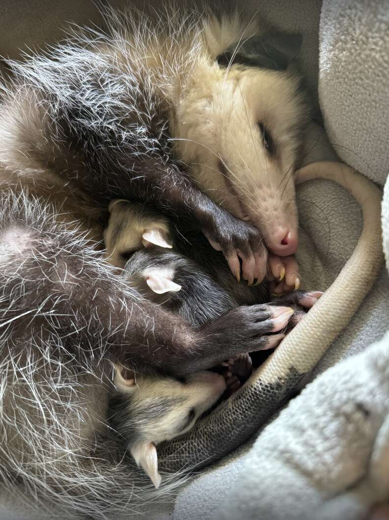 Opossum lying down cuddling with baby opossums