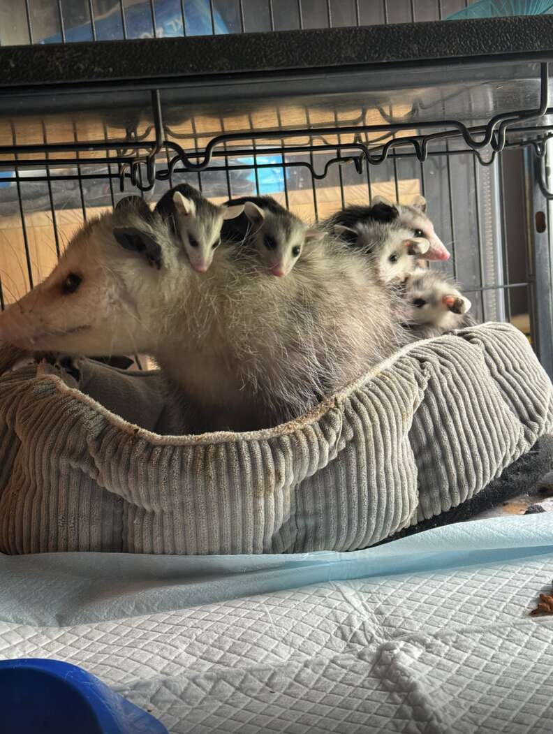 Baby opossums piled on top of mama opossum