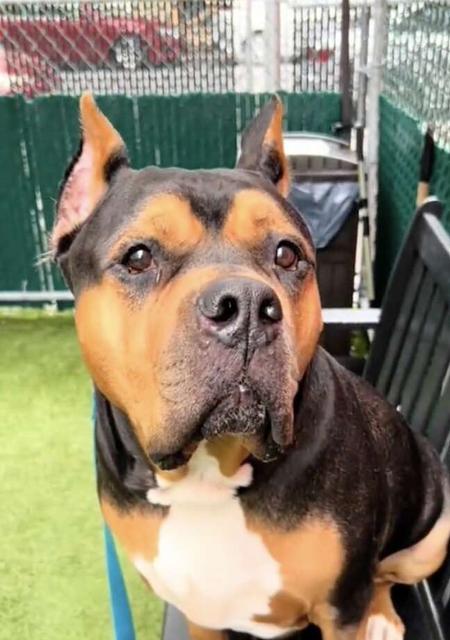 Dog in front of a green background