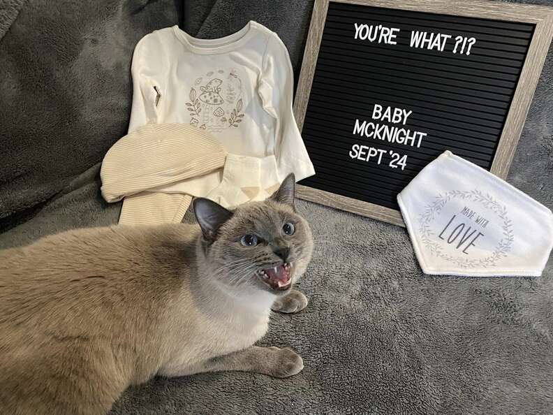 cat pregnancy announcement