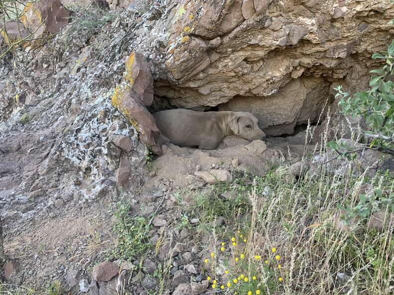 dog stuck in mountain crevice