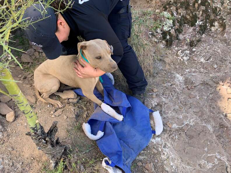 dog rescued from mountain