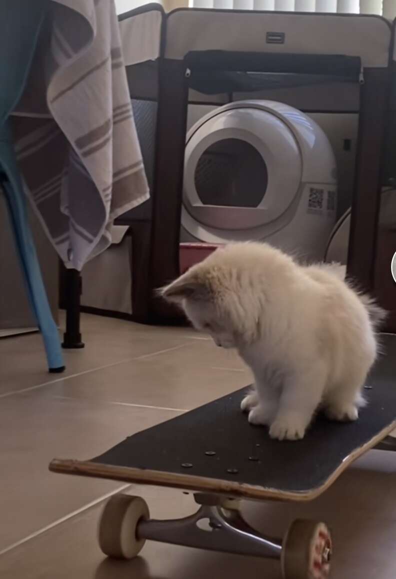 Small kitten sitting on skateboard