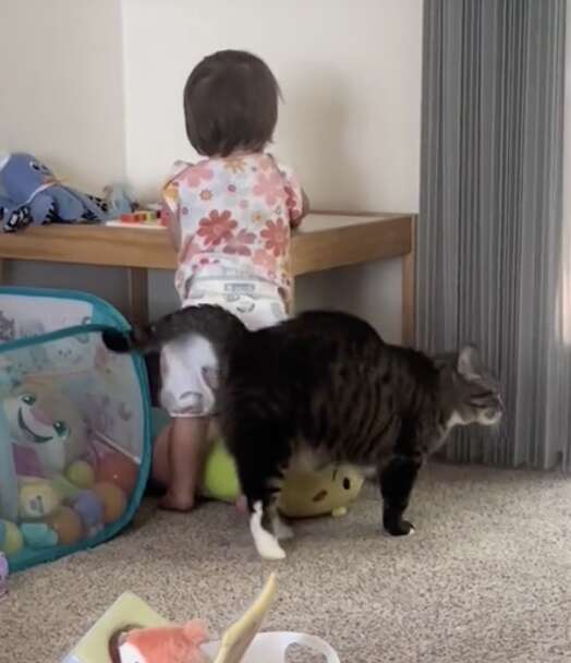 Cat rubbing up against toddler