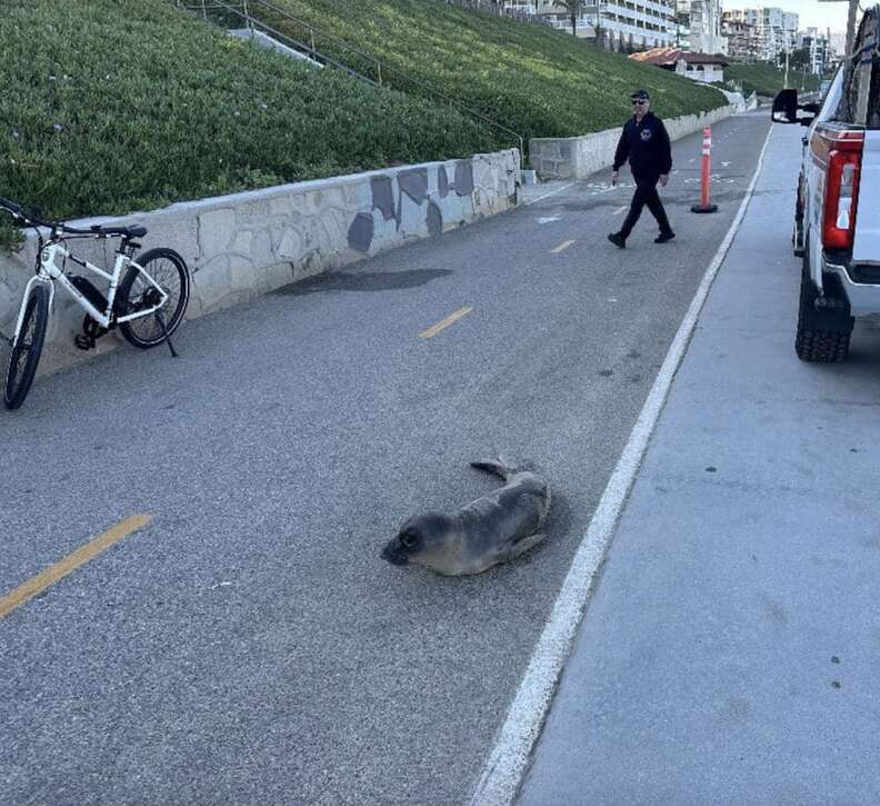 seal in the road 