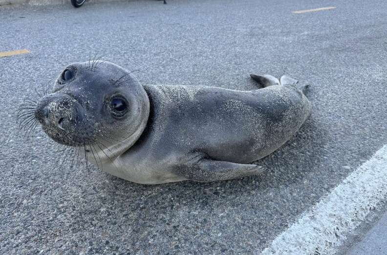 seal in the road 