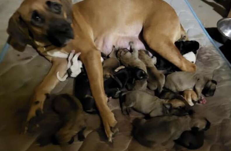 mama dog and 12 puppies