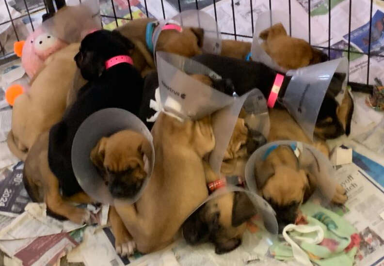 pile of puppies