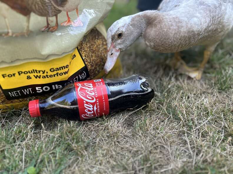 Duck sitting in front of a coke bottle and bag