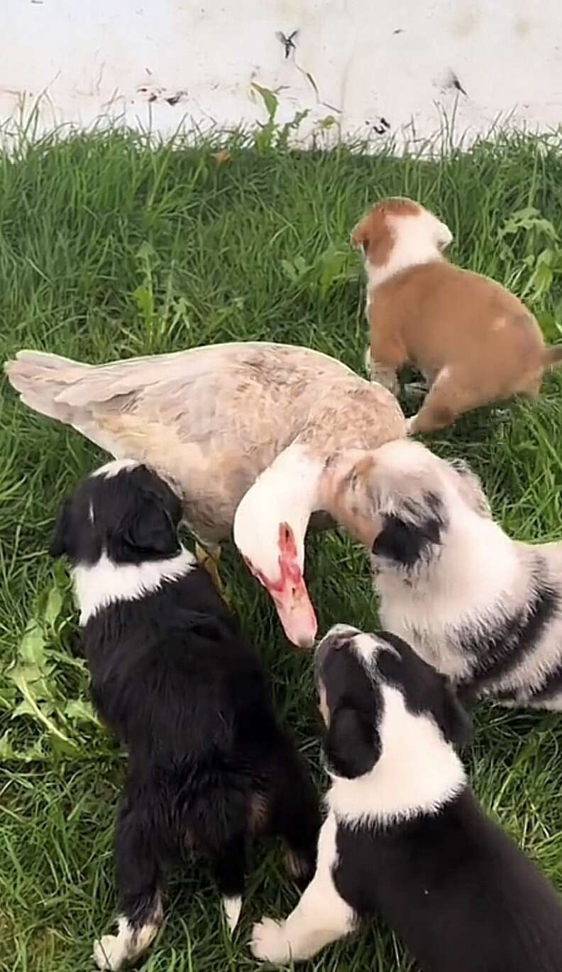 Duck surrounded by puppies on green grass