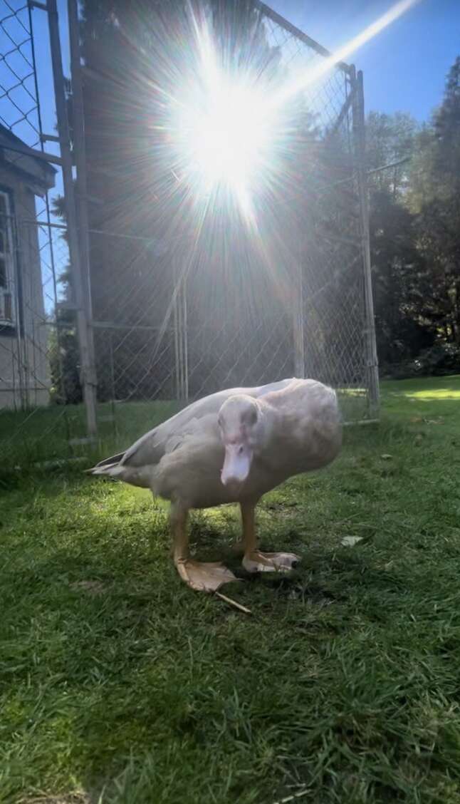 Duck standing on green grass in front of a fence