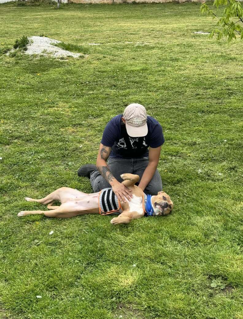 dog lying in grass 