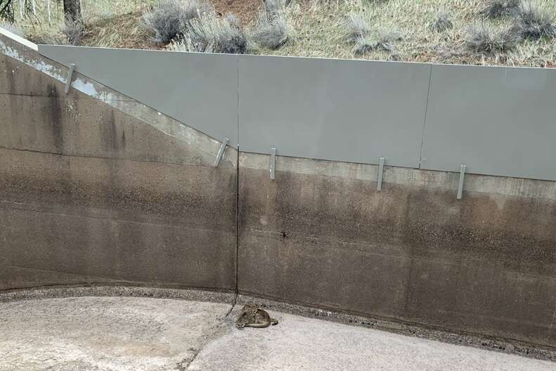 Two yearling mountain lions cuddled up with each other