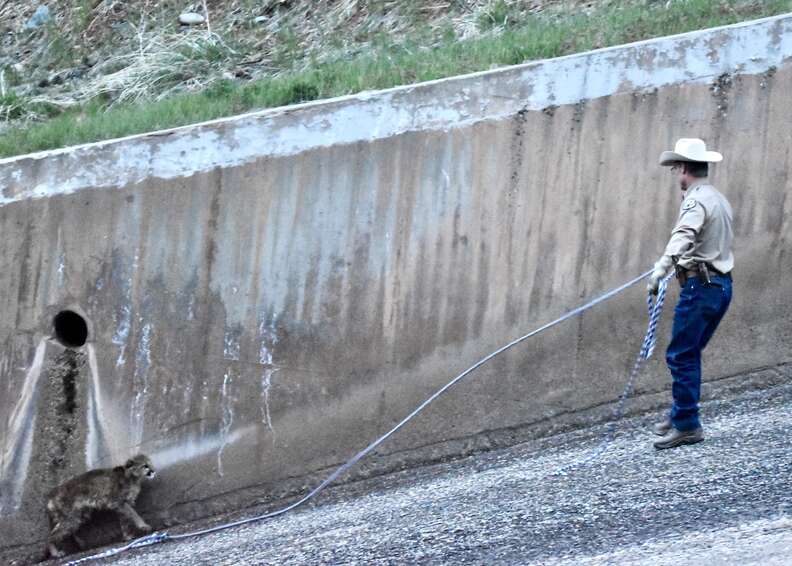 Wildlife officer holding out rope for young mountain lion