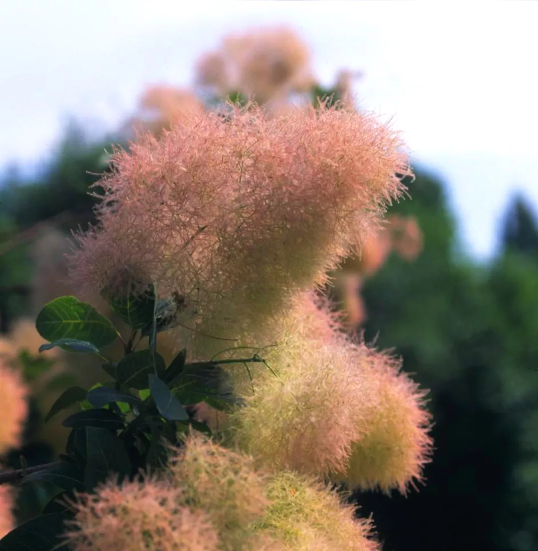 light pink-green Smoke Bush