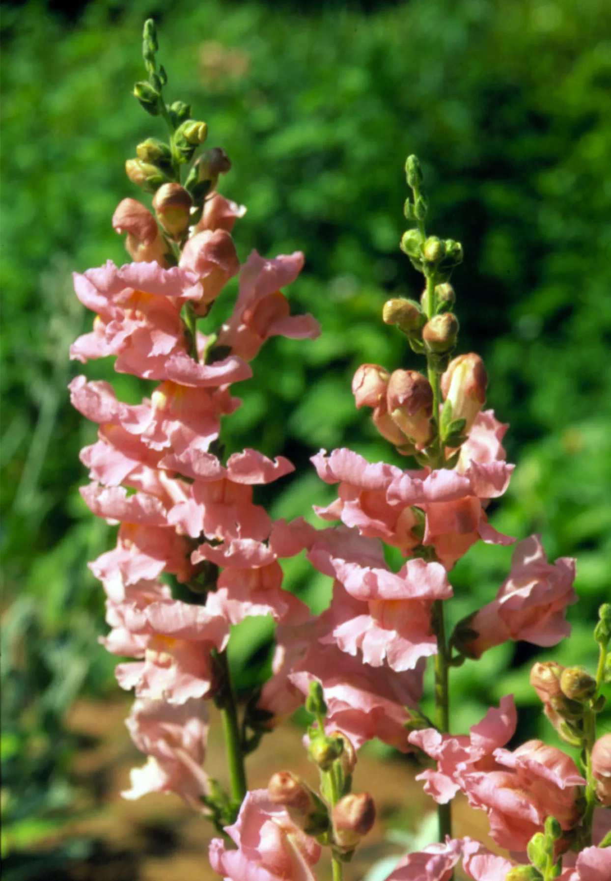 Sonnet Pink Snapdragon