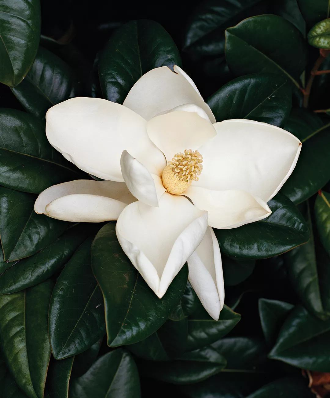 southern magnolia white flower