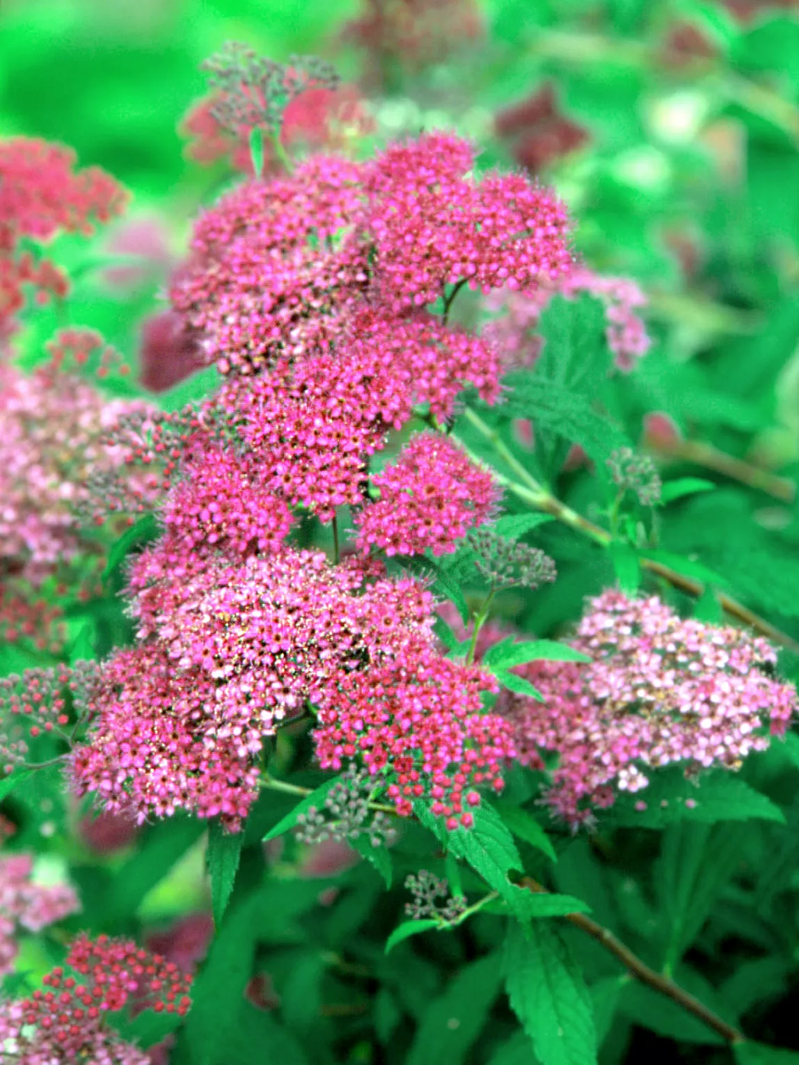 Spiraea japonica 'Little Princess' with rose pink flowers