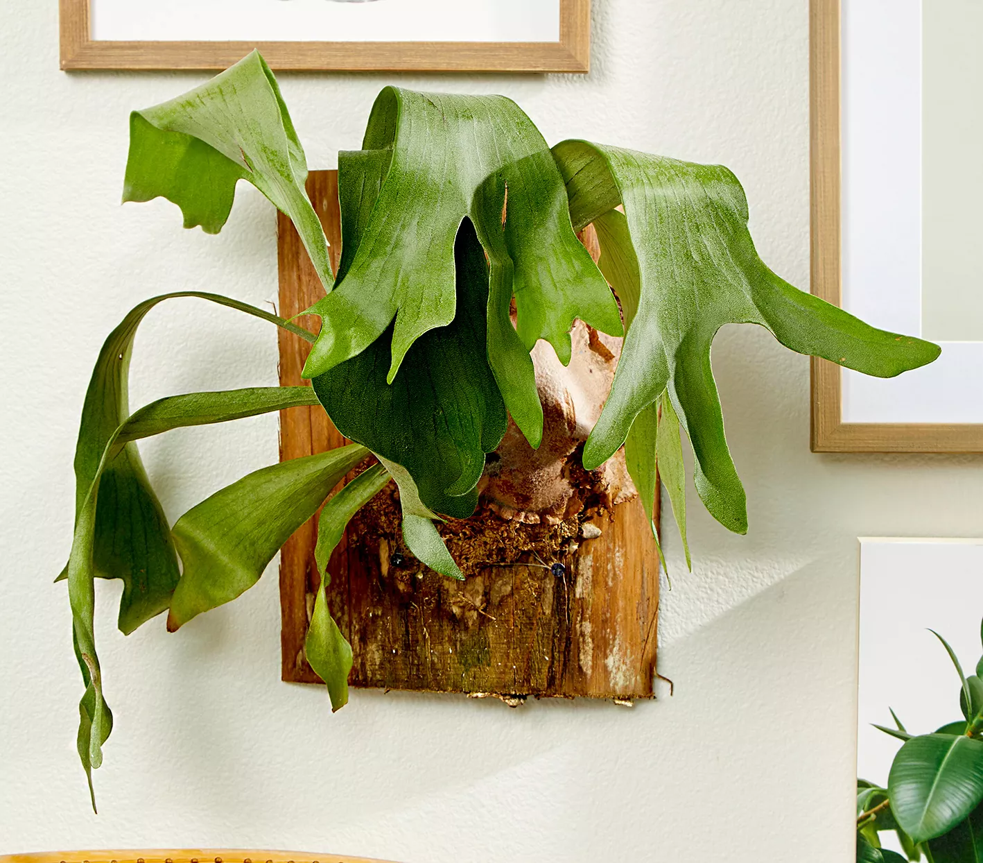 Staghorn Fern