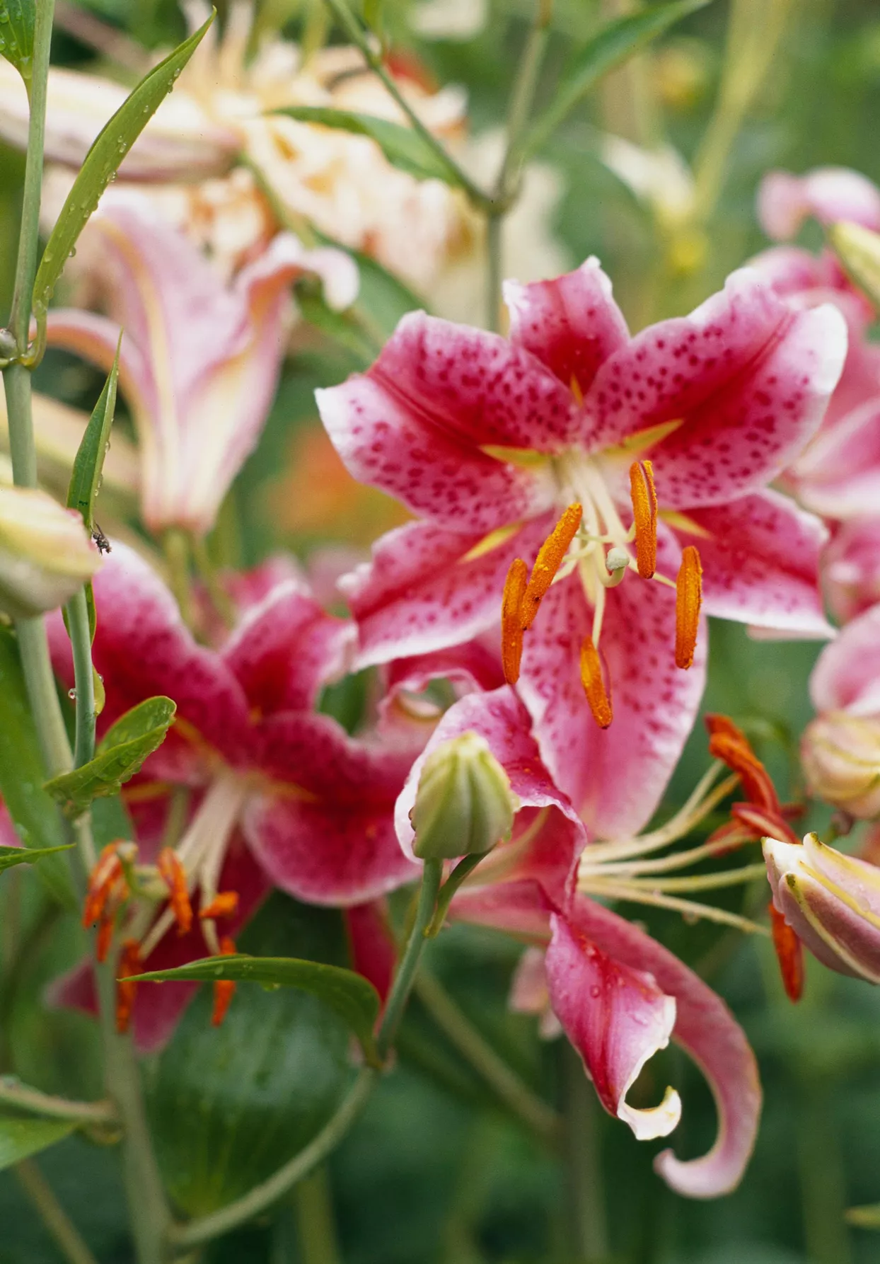 'Star Gazer' Oriental lily