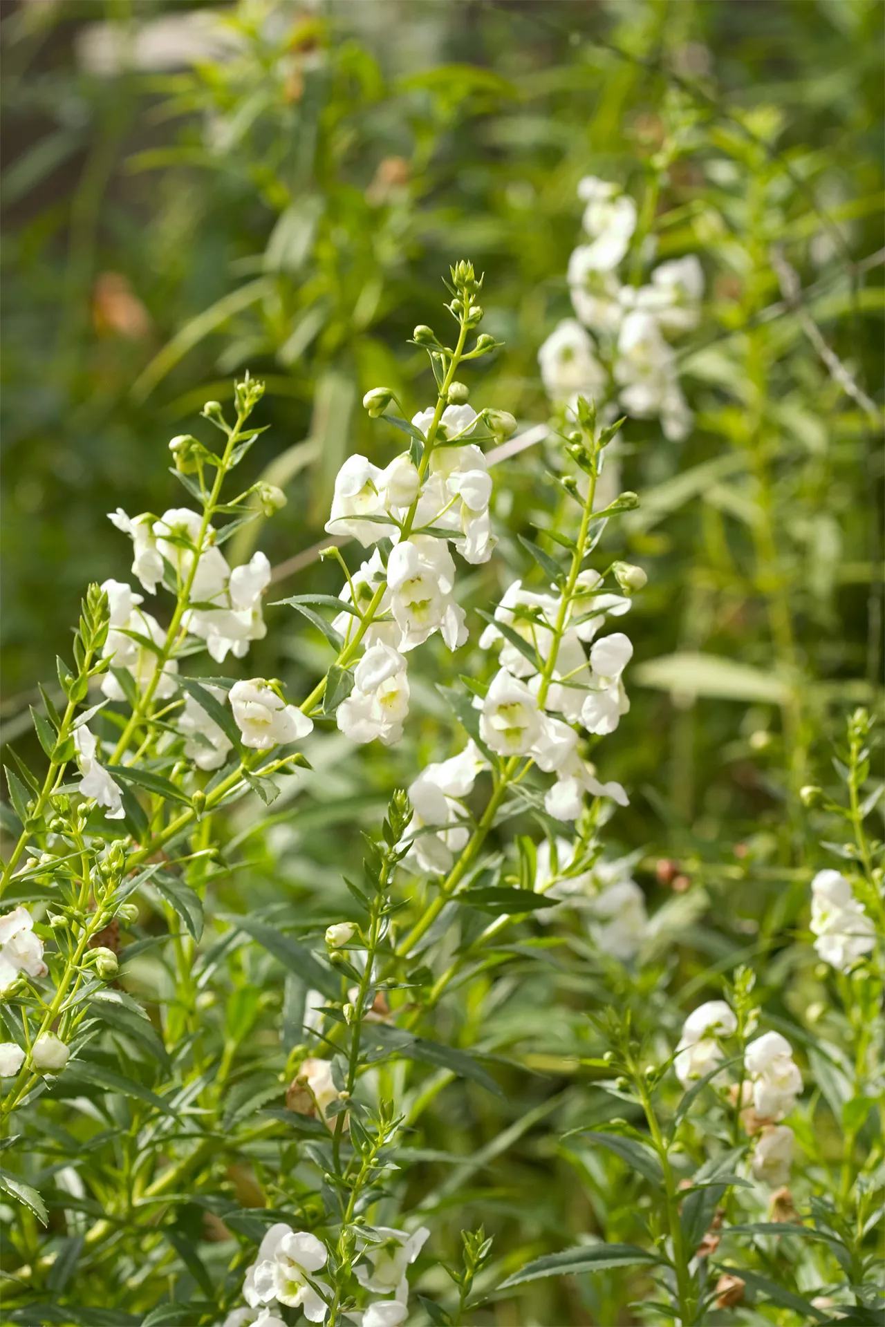 white angelonia