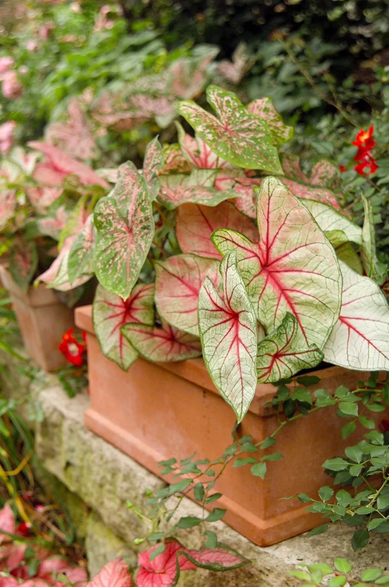 pink and green Caladium in planter