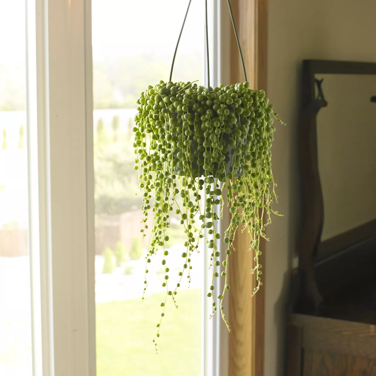 string of beads hanging houseplant