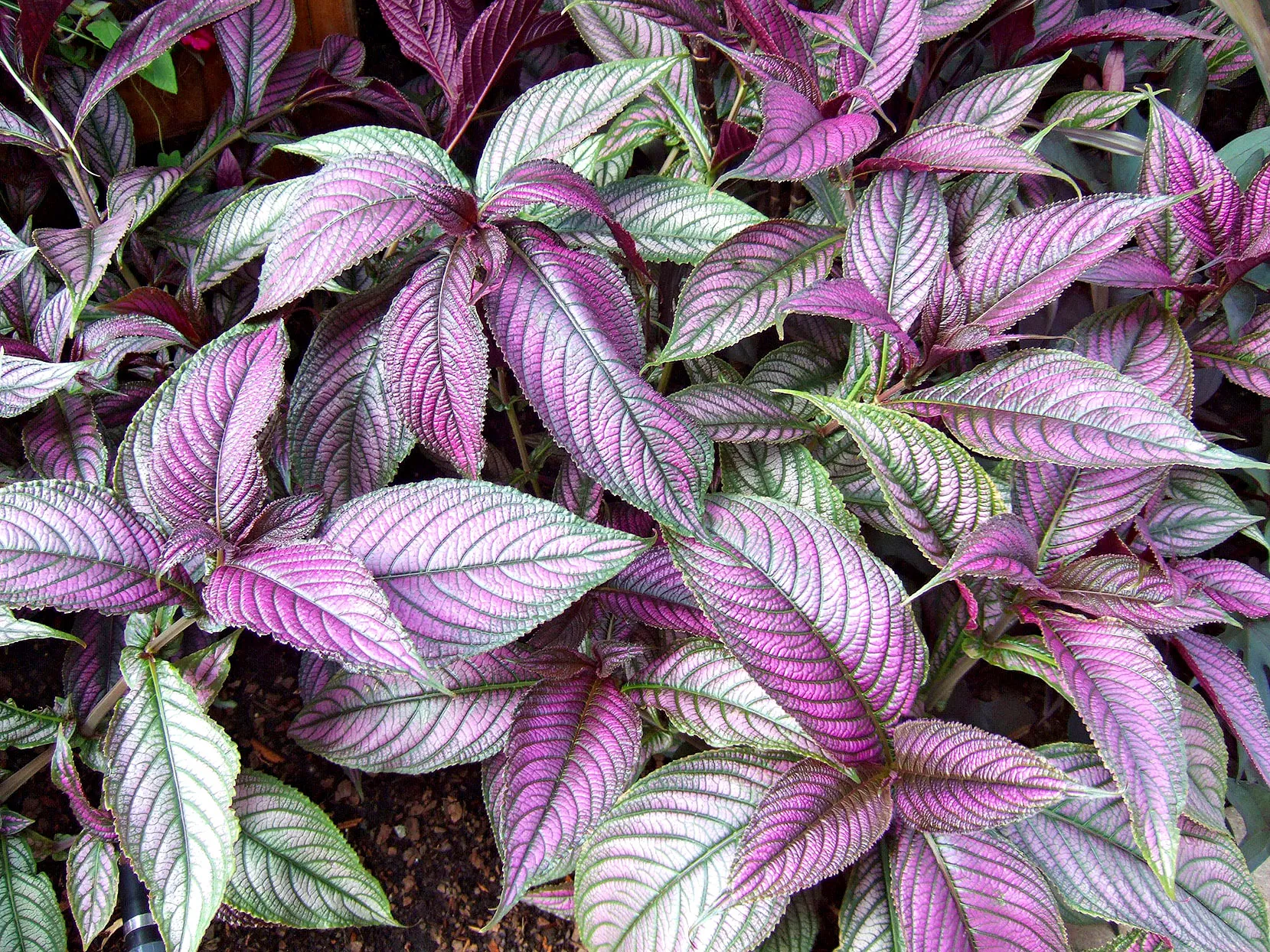 Strobilanthes dyeranus, Persian shield