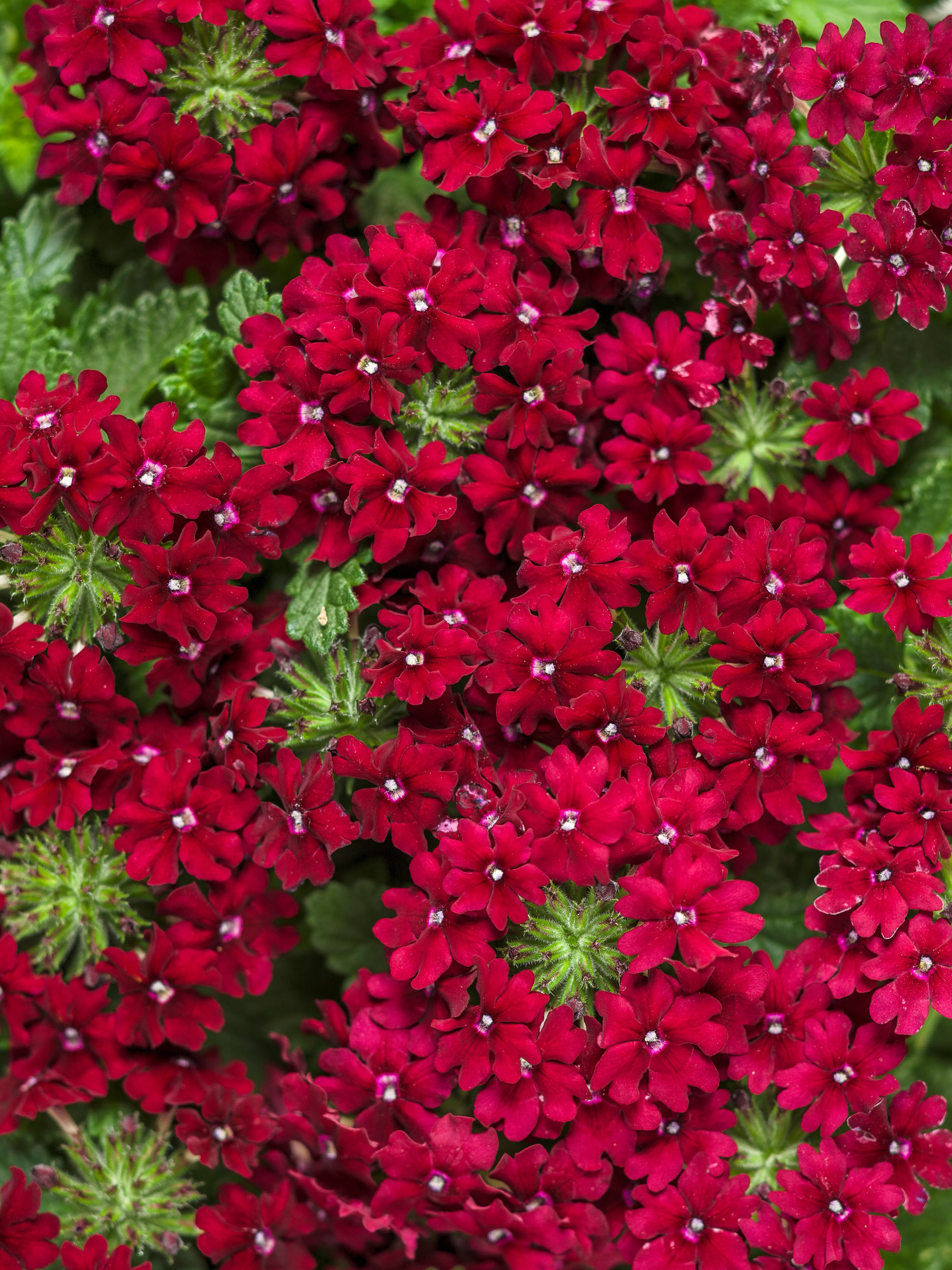 close up of superbena royale romance verbena flowers