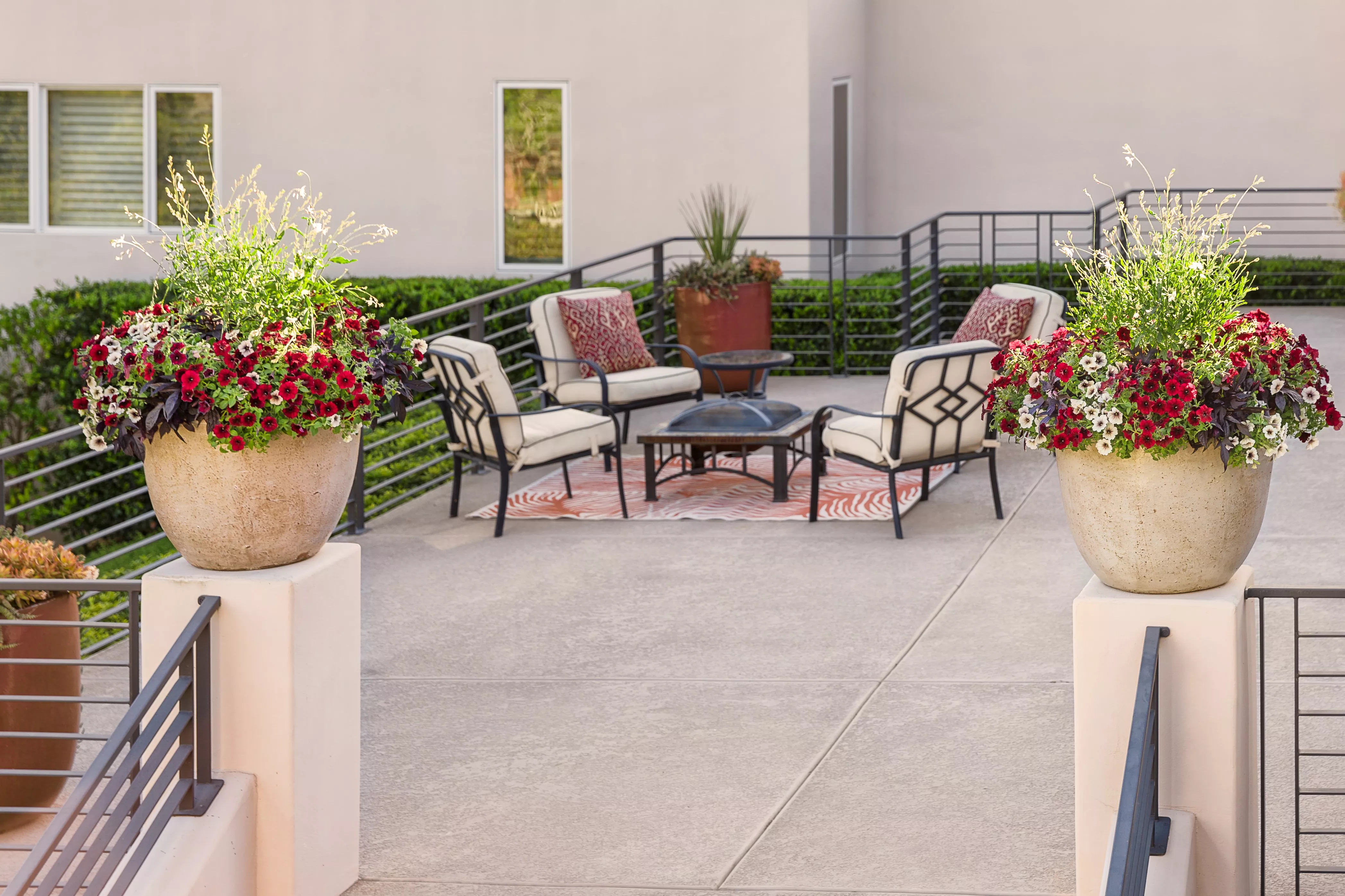 supertunia black cherry petunias in pots on stone deck