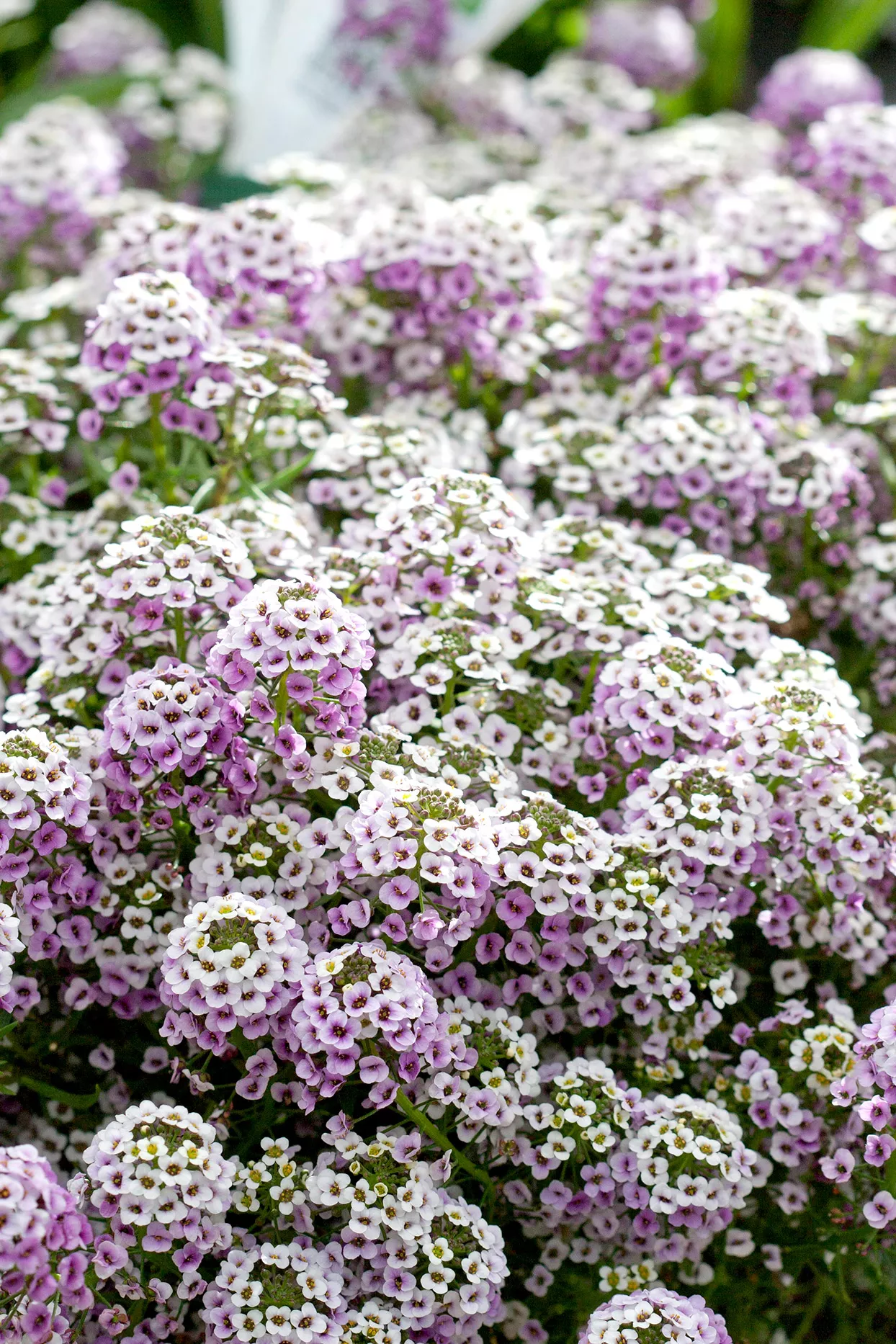 Sweet alyssum Lobularia 'Blushing Princess'