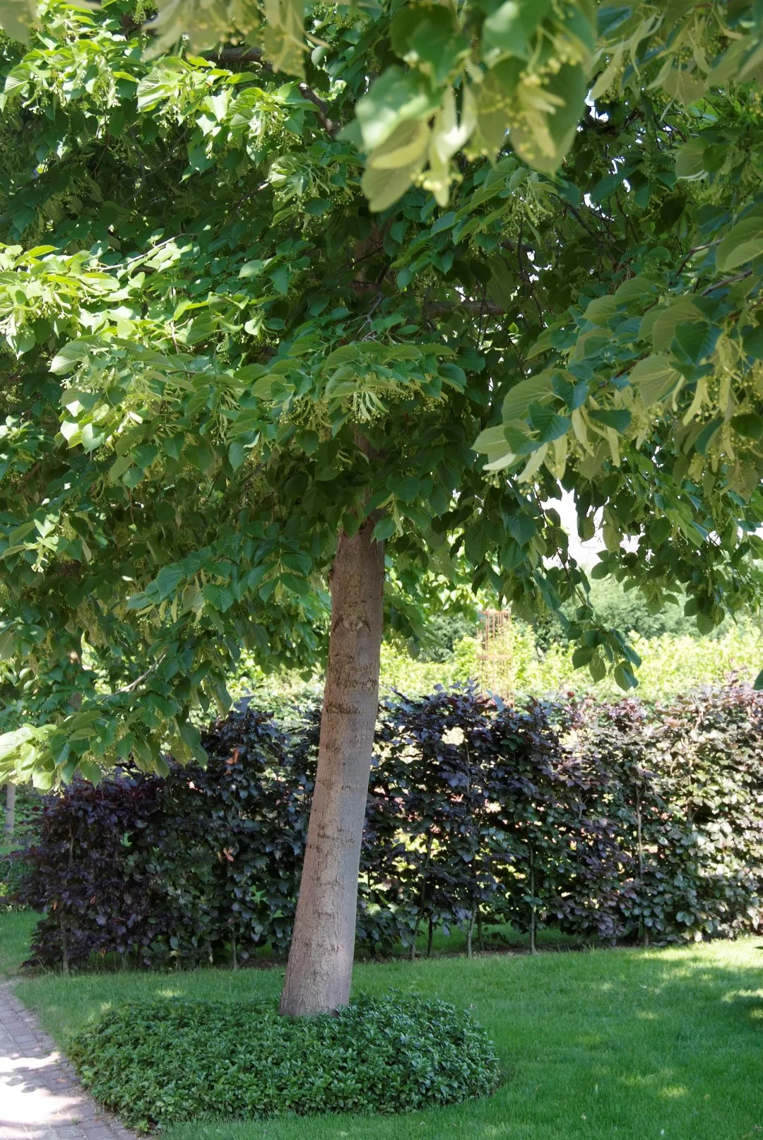 A single linden tree in front of a hedge