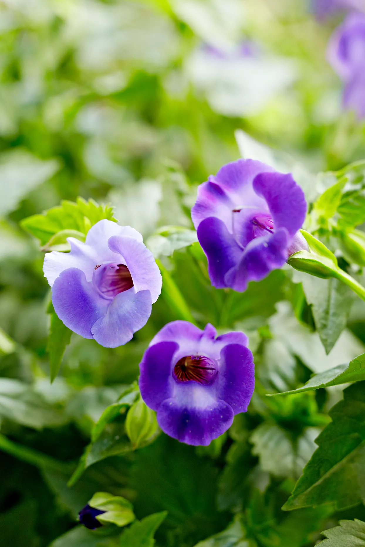 Torenia 'Summer Wave Blue' and 'Summer Wave Large Violet'