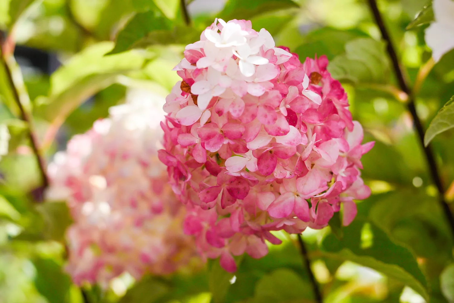 vanilla strawberry hydrangeas