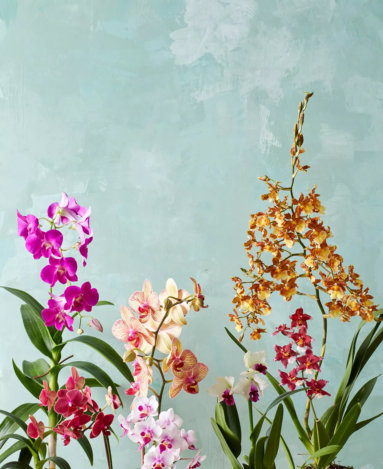 various colorful orchids