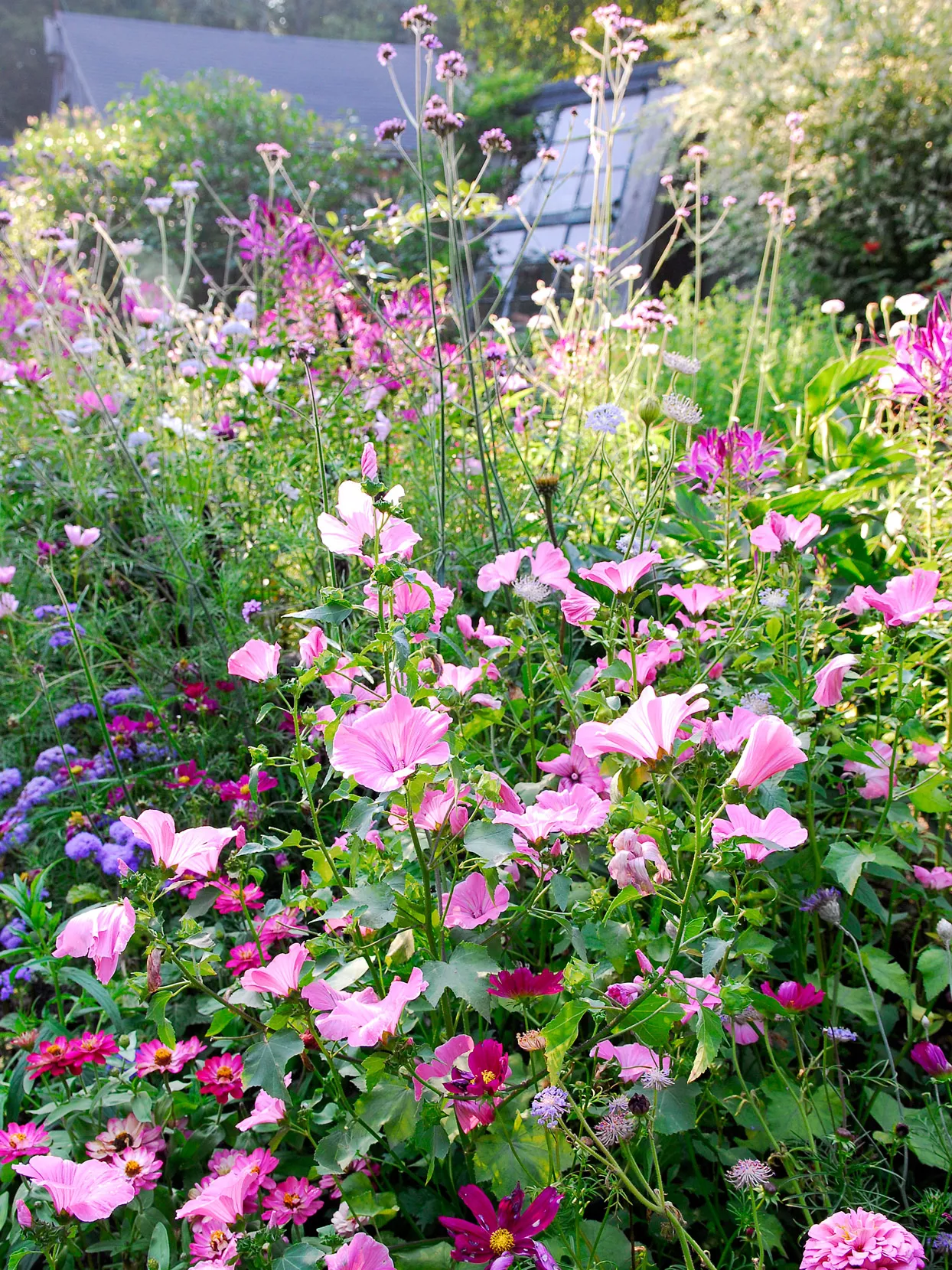 variety of annuals such as cosmos, zinnias and coneflowers in garden