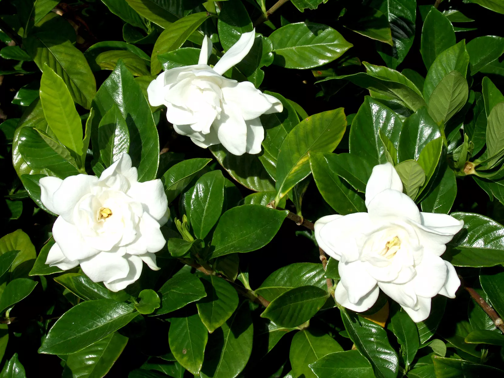 White Gardenia flowers