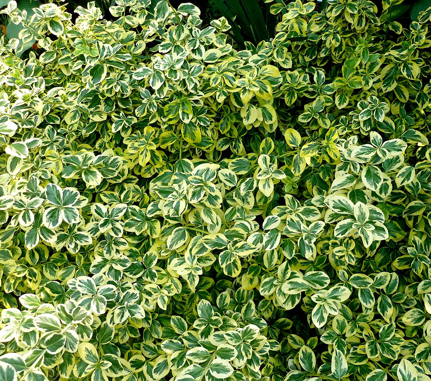 White and green Wintercreeper leaves